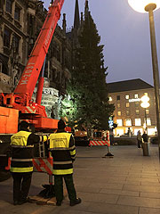 Ankunft des Christbaums aus aus Steingaden gegen 5.30 Uhr auf dem Marienplatz (©Foto. Martin Schmitz)